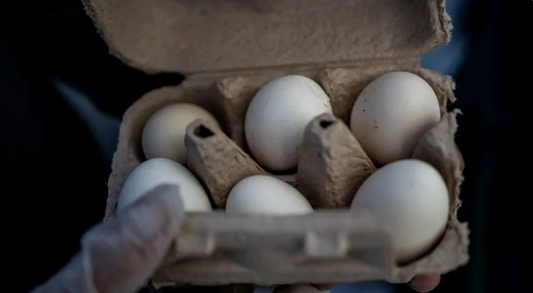 Poultry firm recalls nearly 1.6 million dozen eggs over potential salmonella, US FDA says